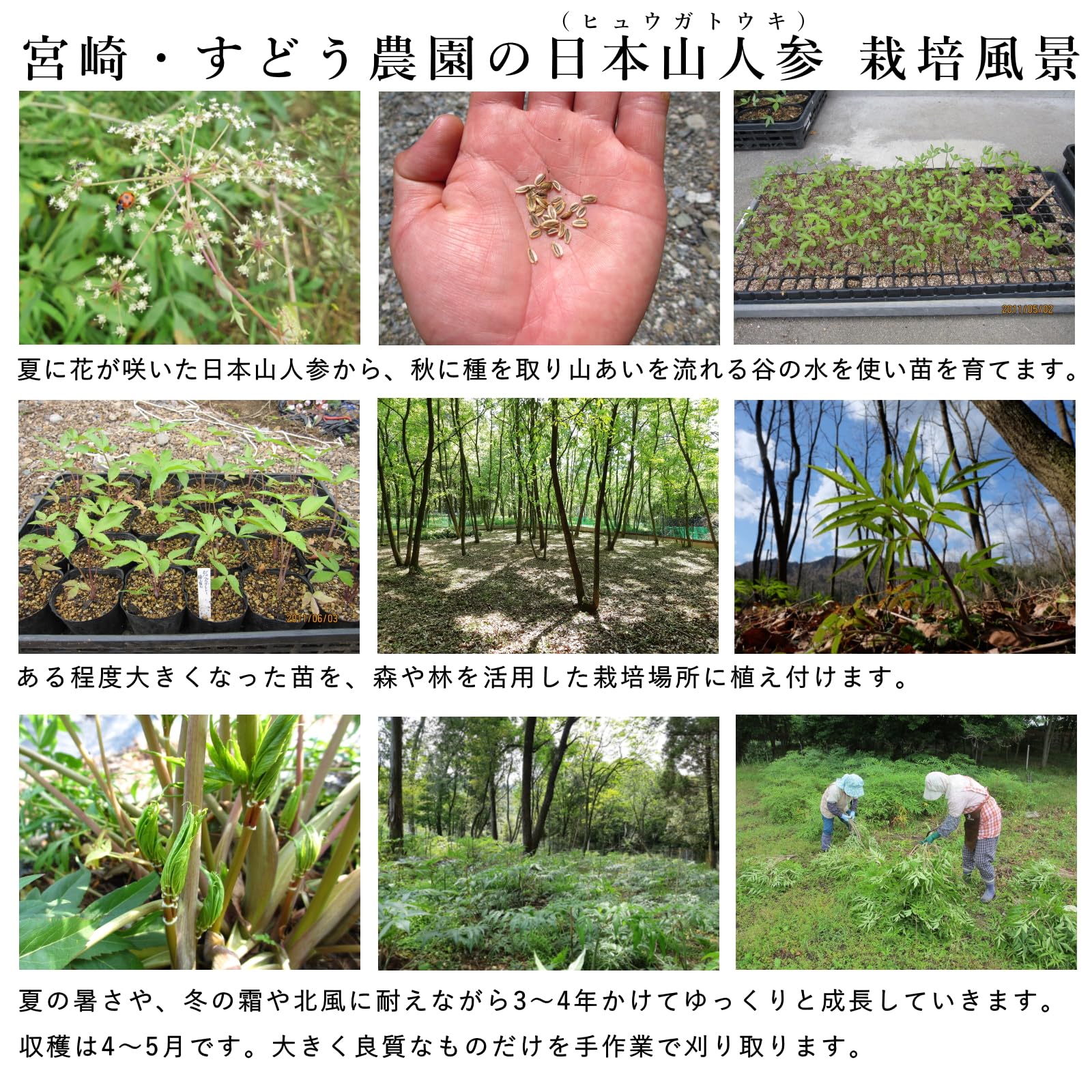 Amazon | 【生産農家直送】日本山人参 ヒュウガトウキ 日向当帰 サプリ